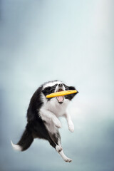 clever black and white border collie dog catching yellow frisbee on blue background sky