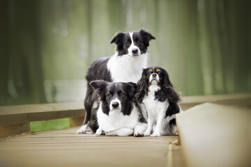 black and white border collie dogs family together portrait in green forest nature