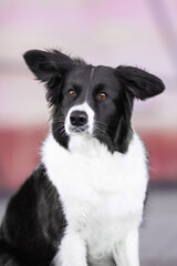 clever black and white border collie dog near purple glass building in the city centre