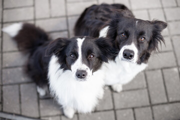clever black and white border collie dog near purple glass building in the city centre