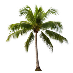 Coconut trees isolated, AI Generated