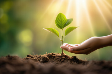 Hands holding green plant in soil with sunlight background. Plant growth and ecological concept
