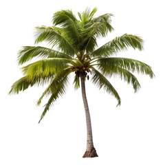 Coconut trees isolated, AI Generated