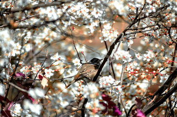 Curruca en primavera