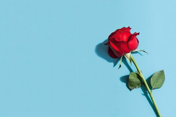 Red rose flower on blue background. Romantic Valentine's holiday concept.