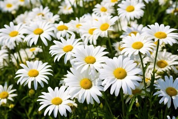 white daisies in full bloom in a lush meadow