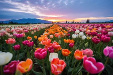 Fotobehang wider angle shot capturing a field of blooming perennial tulips © altitudevisual