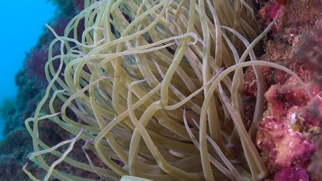 Close up Mediterranean Sea Anemone (Snakelocks Anemone, Anemonia Viridis). Slow motion