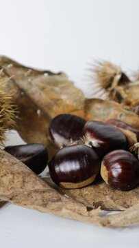Composition of chestnuts with hedgehogs and chestnut leaves. Fall season.