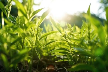 green plants flourishing under sunlight