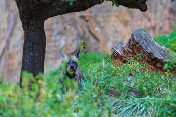 Hyena - Hyaena hyaena in its natural habitat. Young hyenas fight over food.