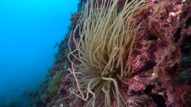 Mediterranean Sea Anemone (Snakelocks Anemone, Anemonia Viridis). Slow motion