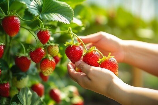Fresh Strawberry Picking in Greenhouse