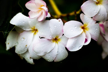 Fototapeta na wymiar White flowers in a beautiful garden