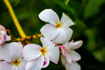 White flowers in a beautiful garden