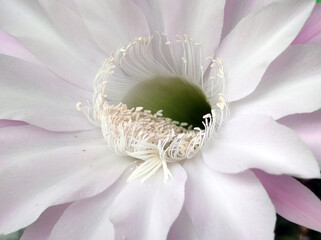 blooming Easter Lily cactus close up
