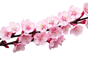 Obraz premium Sakura flowers isolated on white background.