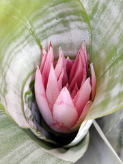 blooming aechmea fasciata, urn plant, silver vase plant