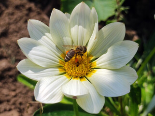 Fototapeta premium colorful blooming gazania, treasure flower, with a bee collecting pollen