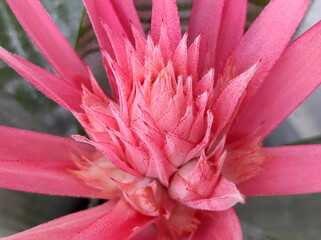 blooming aechmea fasciata, urn plant, silver vase plant