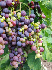 colorful ripe grapes in the vineyard, close up