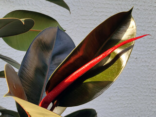 young red leaf of ficus elastica, rubber plant, close up
