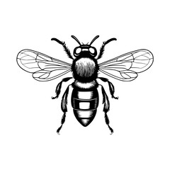 bee illustration vector