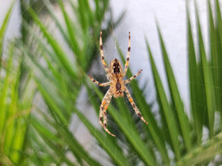 brown spider in the web on the palm leaf
