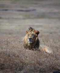 picture of lions in grass, in safari kenya