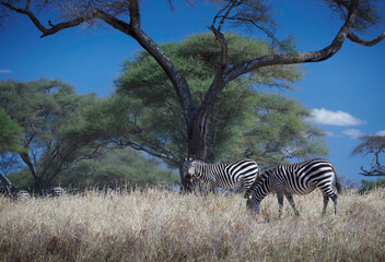 Africa zebra on the savannah grasslands