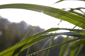 Reed grass with fine water drops from dew and rain in the backlight