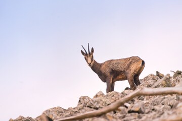 A chamois standing ob the stone hill. wildlife scene with a  horn animal. Rupicapra rupicapra