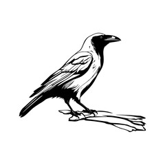 silhouette vector illustration of a crow