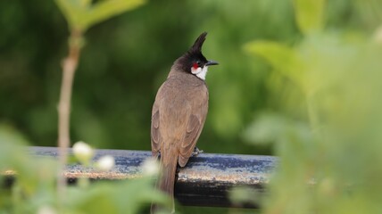 a close - up of a bird perched on a metal rail