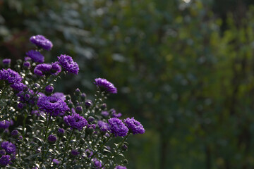 violet aster with green bokeh background and copy space