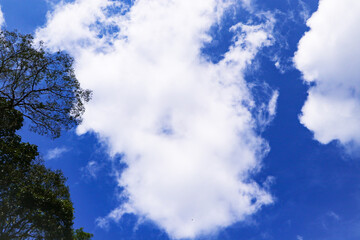 Image of white clouds in sky blue, white like cotton balls. Beautiful natural phenomenon. Big trees with green leaves surrounded middle of valley with bright sunlight. Mountain valley in low clouds. 