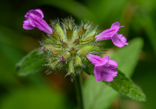 pink flowers of wild basil (Clinopodium vulgare)