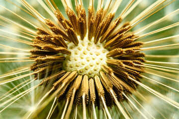 dandelion seed head in detail