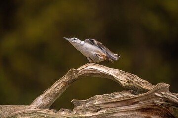 White Breasted Nut Hatch