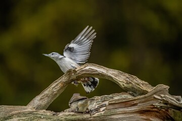 White Breasted Nut Hatch flying