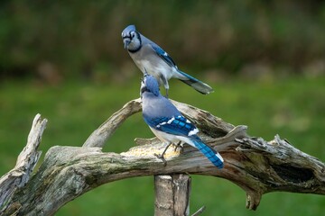 Blue Jays perched on a branch