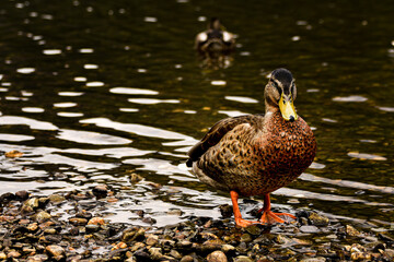 Wild duck portrait close up by the lake.