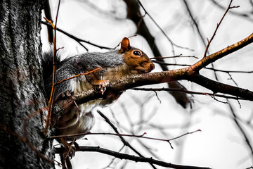 London, UK, Squirrel in an autumn
afternoon at Hampstead Heath.