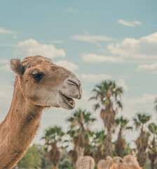 Camel