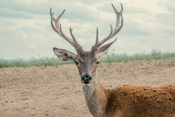 Deer