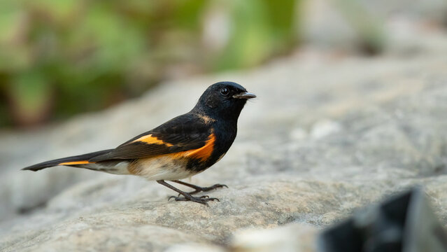 American redstart (Setophaga ruticilla) is a New World warbler. It is unrelated to the Old World