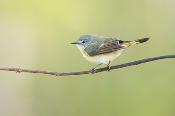 Obraz premium American redstart (Setophaga ruticilla) is a New World warbler. It is unrelated to the Old World