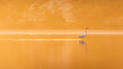 Flamingo bird in the golden sunlight at the lagoon Stagno di Notteri on Sardinia island.