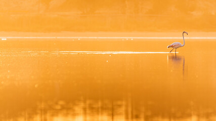 Flamingo bird in the golden sunlight at the lagoon Stagno di Notteri on Sardinia island. - obrazy, fototapety, plakaty
