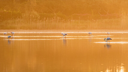 Flamingo birds in the golden sunlight at the lagoon Stagno di Notteri on Sardinia island.